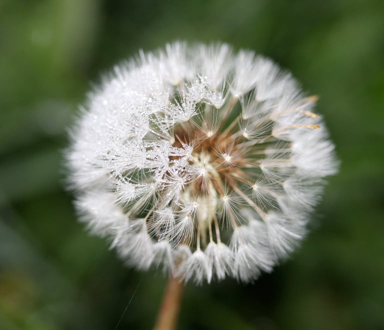 frosted dandelion