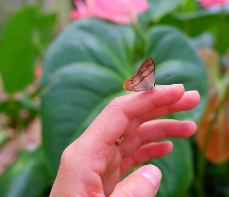 jardines con propósito en Cali, Popayán,. Bogotá y Pasto