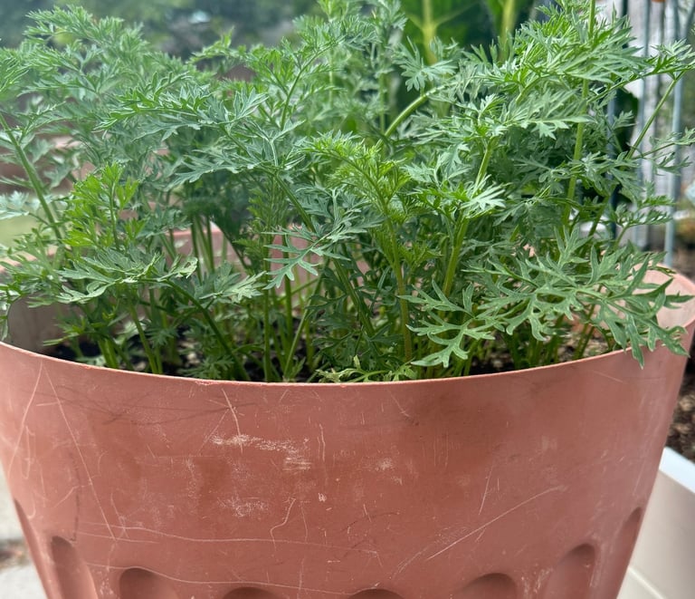 Thriving carrots in container garden.