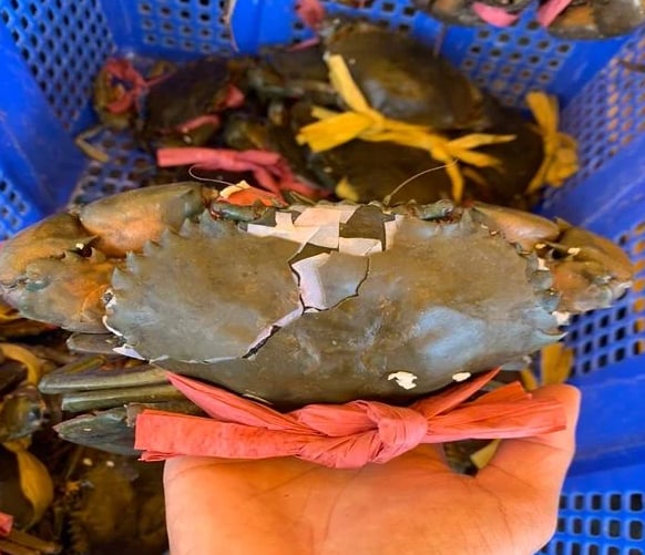 double skinned crabs