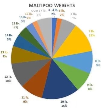 maltipoo-adult-weight-pie-chart+(345+x+359)-min-1920w