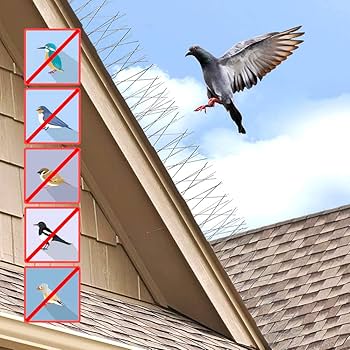 Roof bird spikes keep pigeons and birds away, protecting your roof from damage and droppings with st