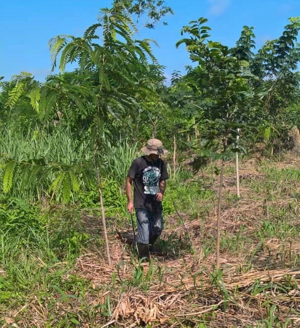 stephane walger permaculture tropicale