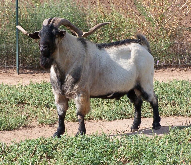 7 year old Heritage Texas Range Goat herd sire.