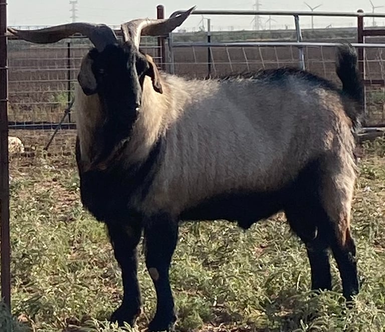 4 year old Heritage Texas Range Goat herd sire.