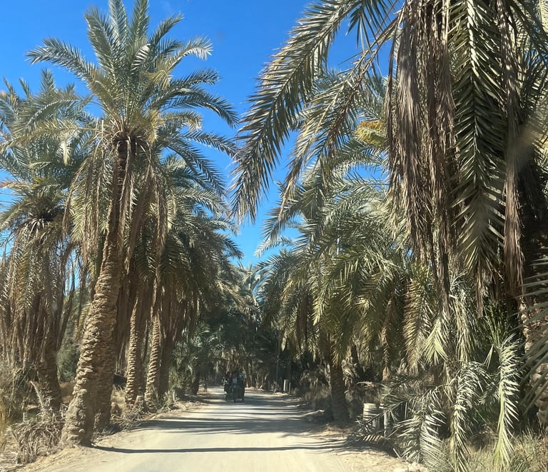 TAMAREIRAS DO OASIS DE SIWA E UMA DELICIA 
