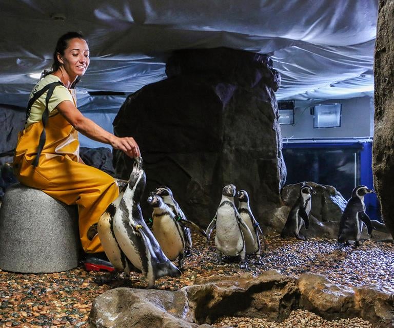 pinguini parco acquatico Cattolica, giochiper bambini, cattolica