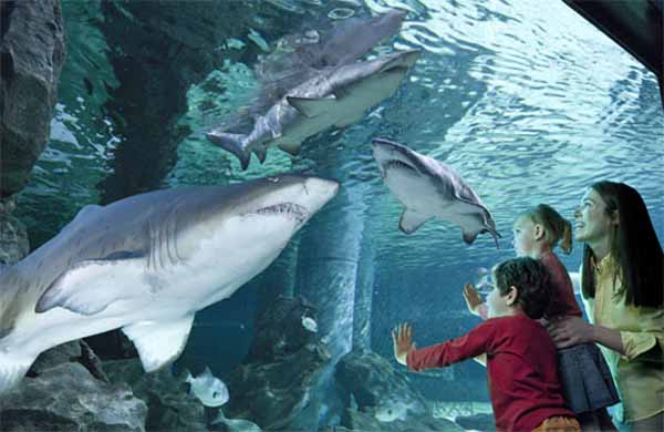 squalo all’Acquario di Cattolica, parco tematico Cattolica