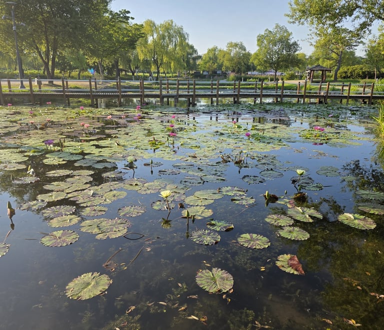 Gungnamji pond area