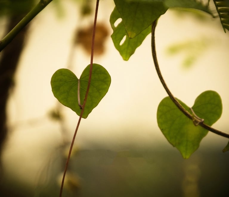 herzfoermige Blätter zur Trauerfeier Falkensee