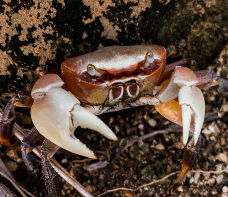 crabs