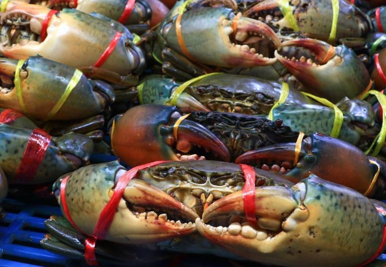 vietnamese crab supplier