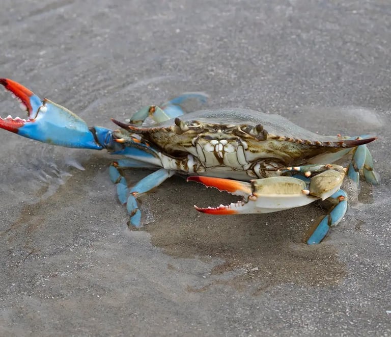 Blue Crab (Callinectes sapidus) - United States