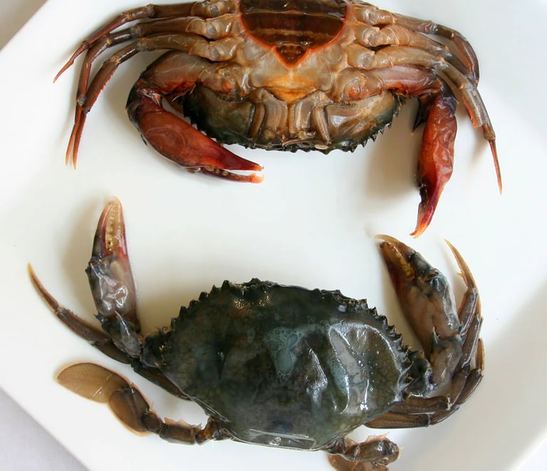 soft-shell crabs