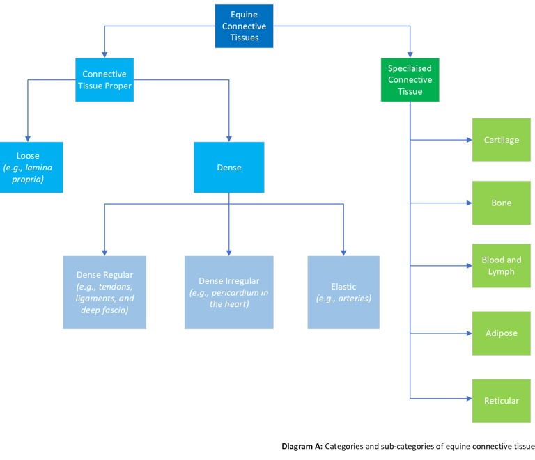 Flowchart of the different types of connective tissues in horses