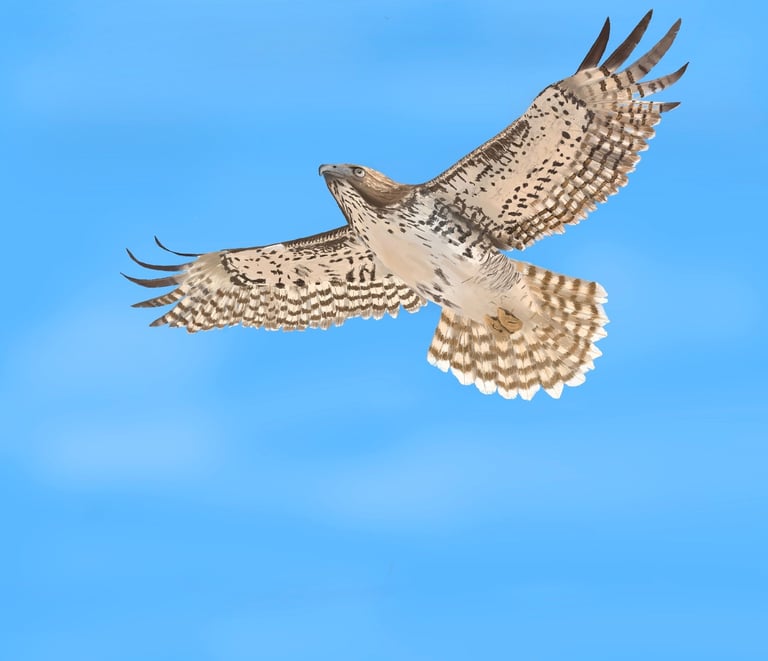 Red Tailed Hawk in Flight