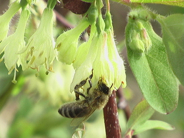Nous cultivons dans le respect de l'environnement