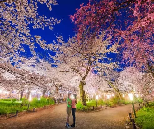 Illuminated cherry blossoms night walk in Kyoto private tour.