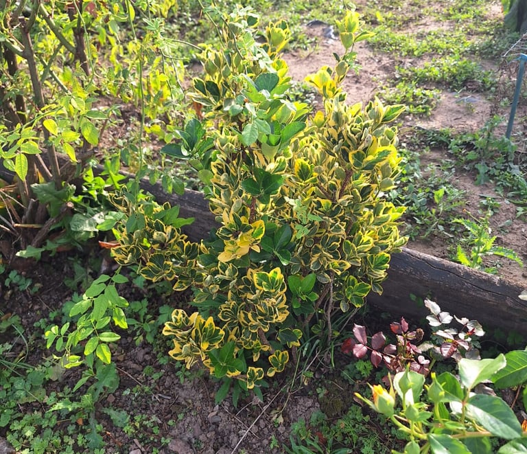 a small garden shrub in fall