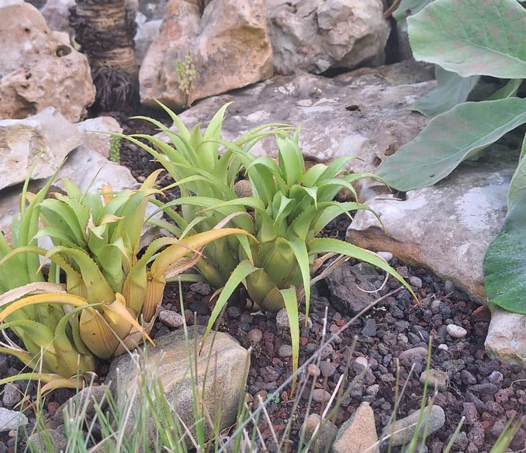 three bright green succulents in a stony landscape
