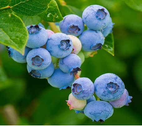 Blueberries
