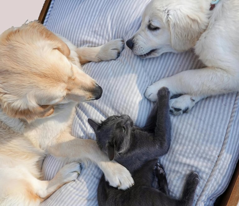 Mascotas acostadas, un perro cafe, un perro blanco y un gato negro