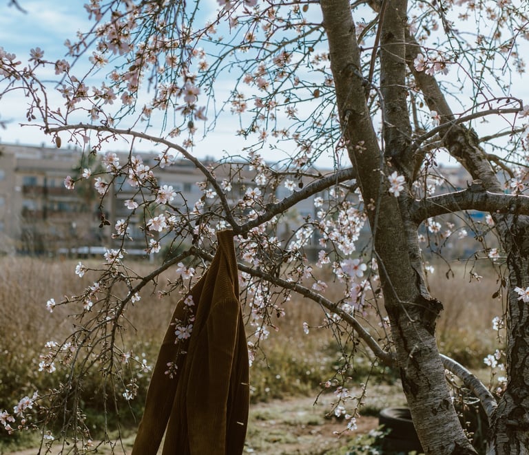 Si fas anys a l'hivern-primavera, veuràs l'ametller així