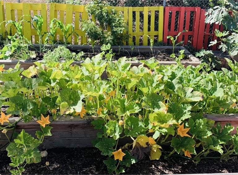 Vegetables growing in raised beds with brightly colored red and yellow fence behind them
