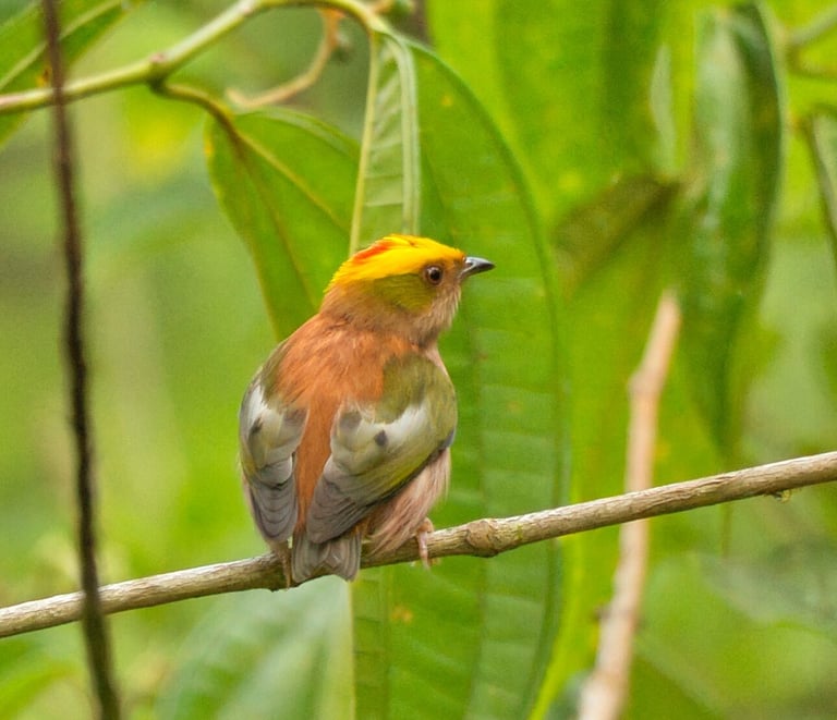 Birdwatching Photography Manu National Park