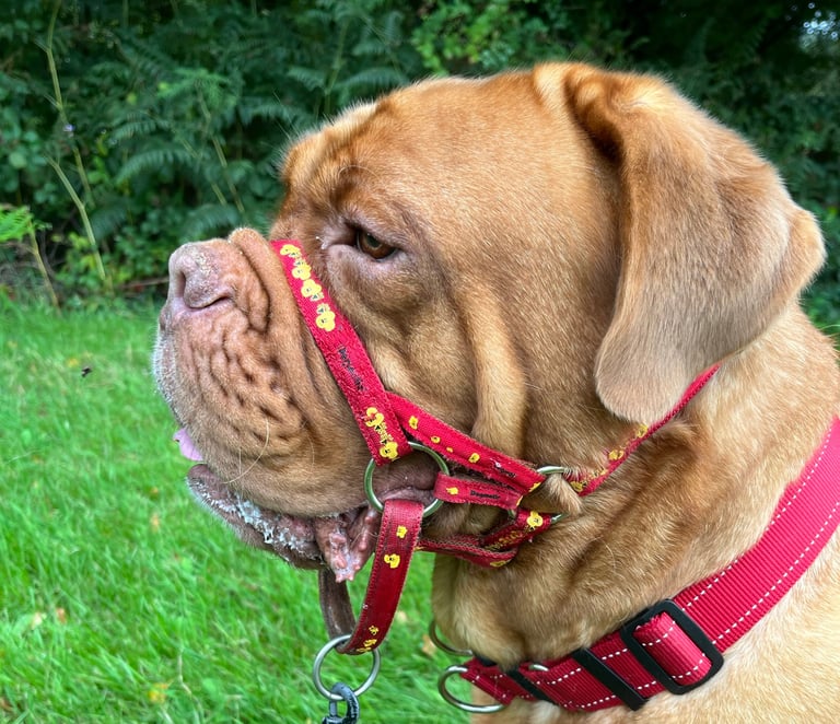 An example of folded ears in Lilou the DDB