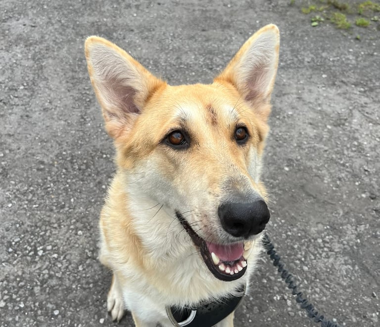 An example of "erect" ears in Luna the GSD