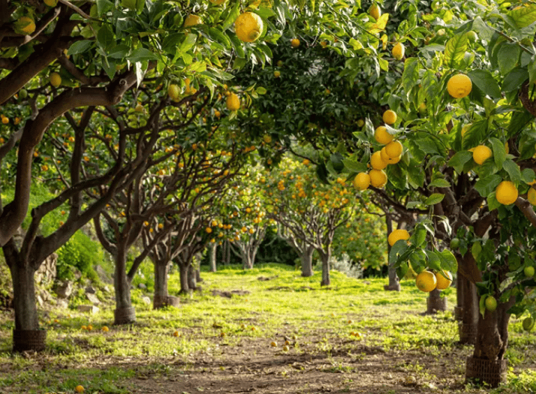 Citronier