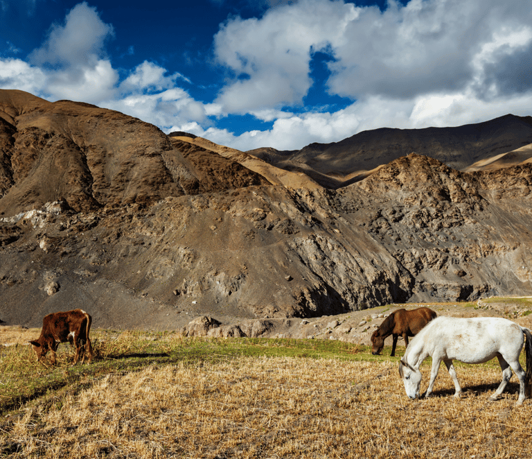 ladakh horses