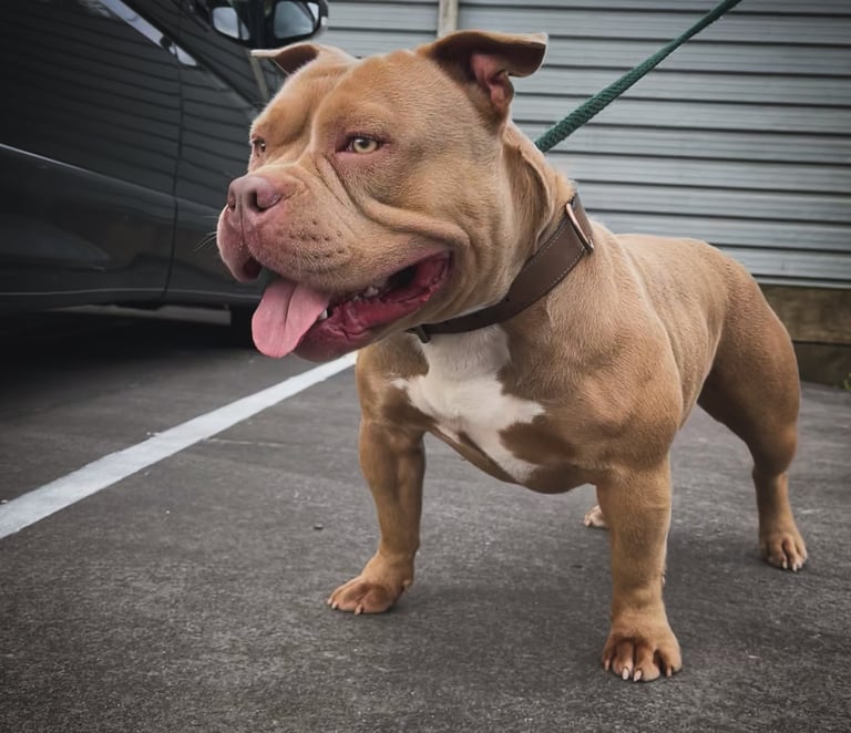 lilac pocket american bully New Zealand
