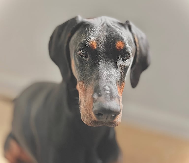 Doberman attentif à l'humain