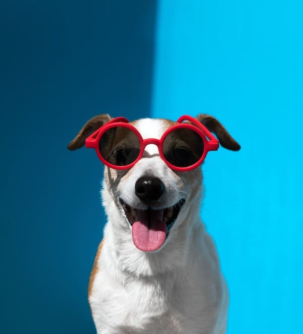 Perro blanco feliz con lentes negros con rojo.