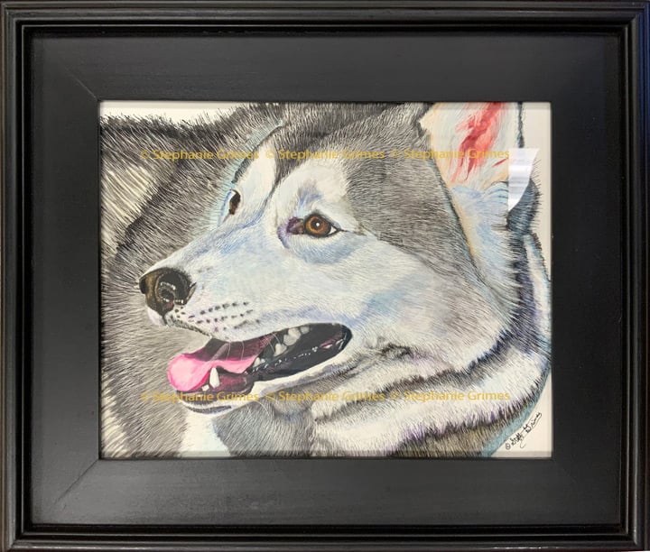 Siberian husky on clapboard. 