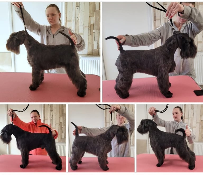 Toilettage Schnauzers nains noirs