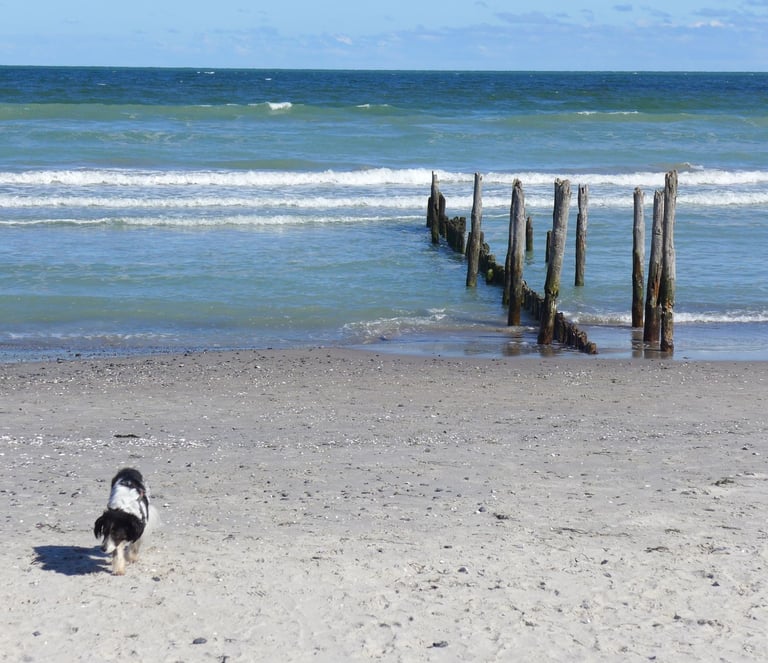 Hund am Strand von Juliusruh auf Rügen
