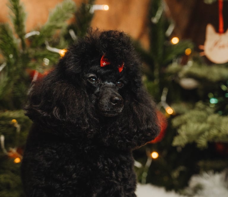 Caniche toy noir 