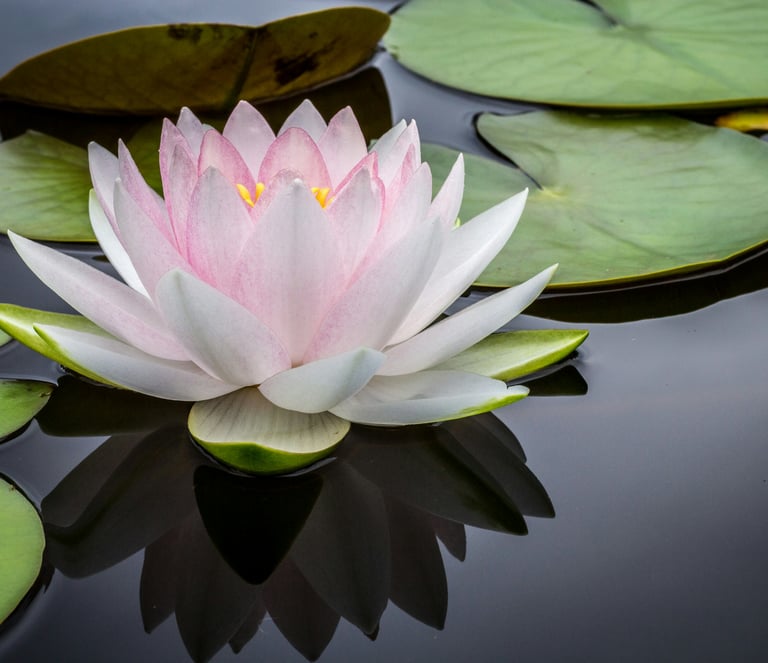 Pink lotus on calm water with lily pads representing personalized individual psychotherapy & growth