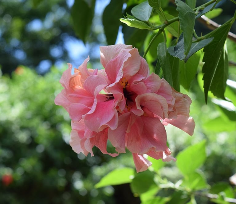 Hibiscus voyage france guadeloupe
