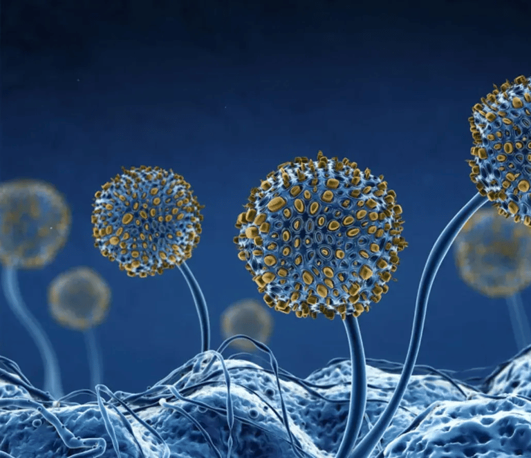 Microscopic view of mold spores