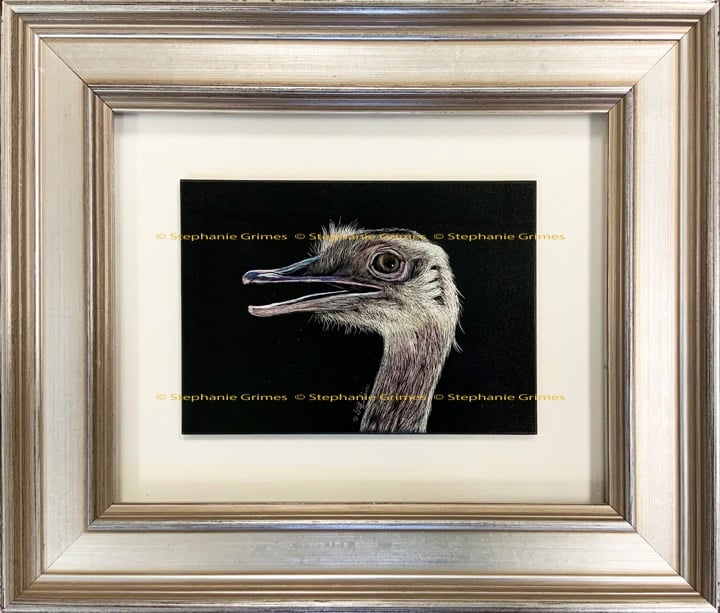 Framed close up scratchboard of a rhea.