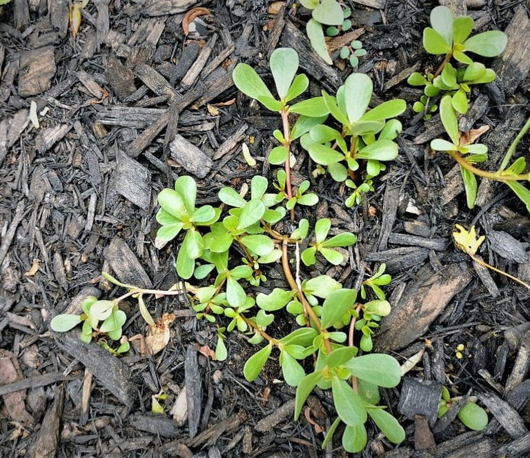 green purslane plant in the garden