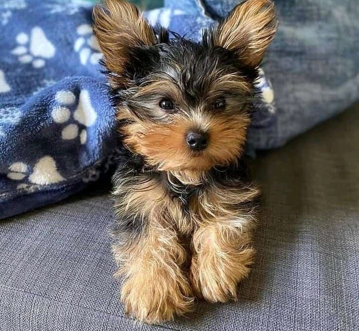 Yorkie Puppies with Delivery