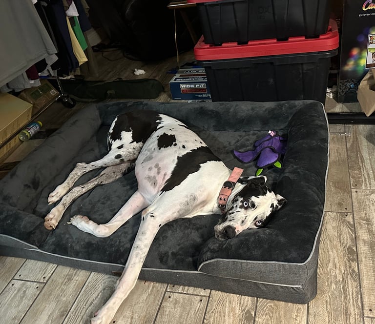 Dog Bed 