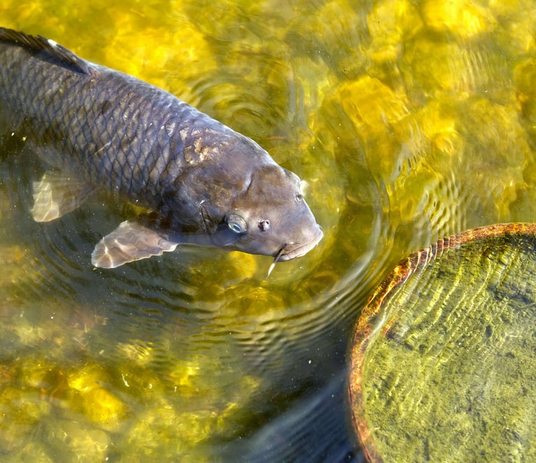 peixe carpa marron nadando a beira do lago com pedras.