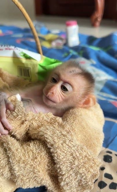 Pigtail monkey showing natural posture and alert behavior