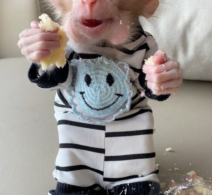 Healthy pigtail monkey sitting calmly in a clean indoor environment